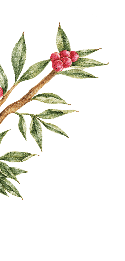 Illustrazione di un ramo con frutti di bosco