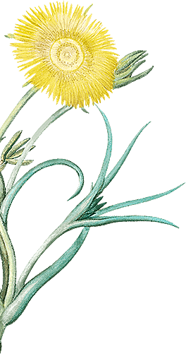 Illustrazione di un fiore di campo giallo
