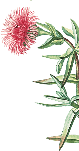 Illustrazione di un fiore cardo