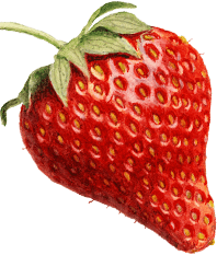 Illustrazione di una fragola