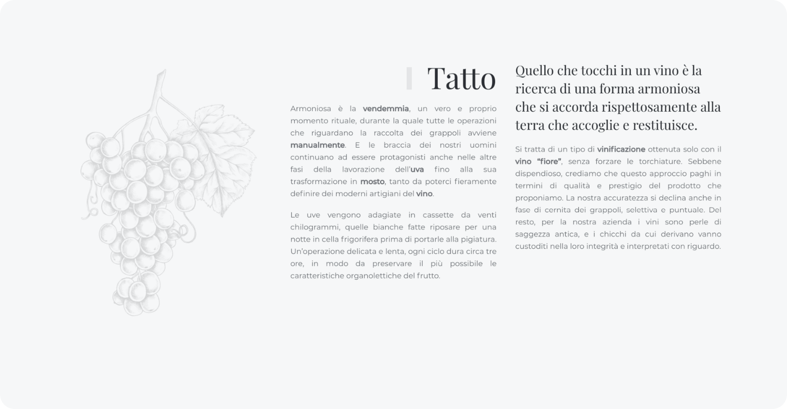 esempio pagina web del sito tenuteventurinifoschi.com con un grappolo d'uva illustrato