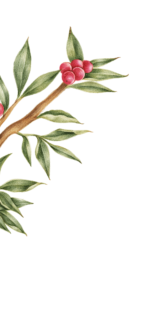 Illustrazione di un ramo con frutti di bosco
