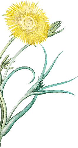 Illustrazione di un fiore di campo giallo