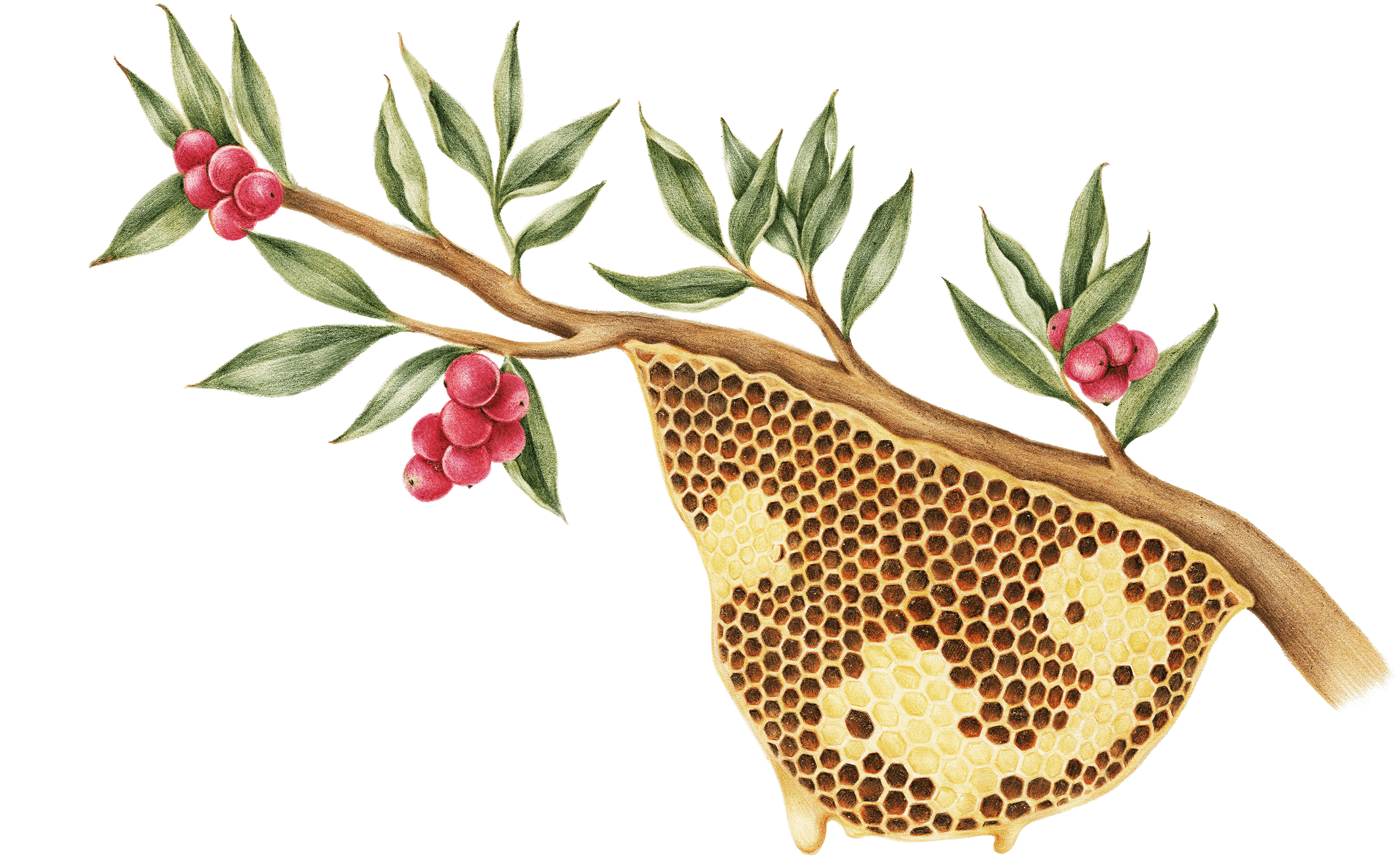 Illustrazione di un ramo con un alveare di api attaccato