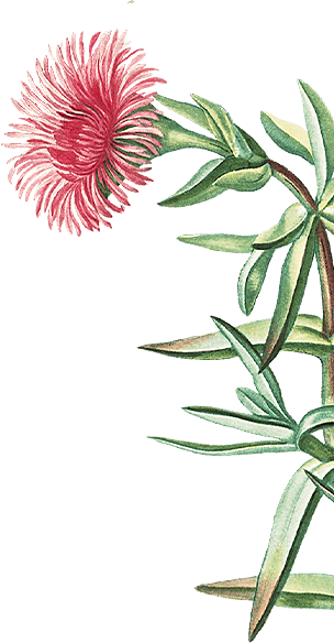 Illustrazione di un fiore cardo